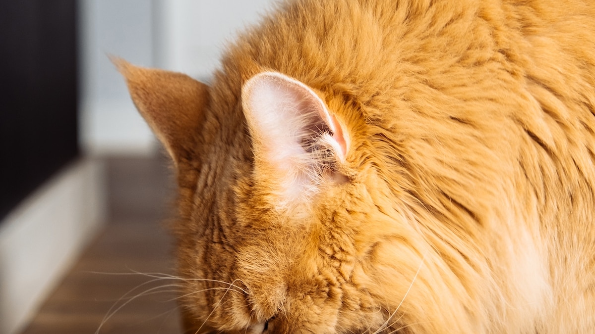A delightful ginger feline, lost in thought.