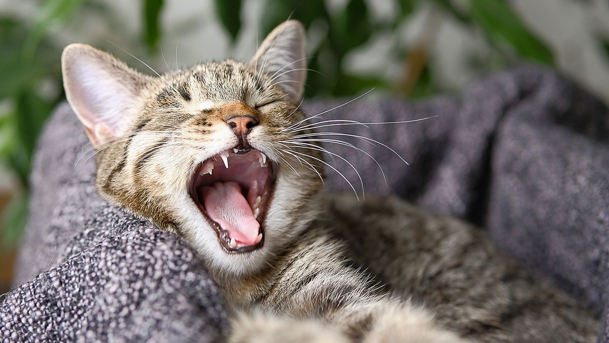 Just another lazy afternoon for this curious kitty!