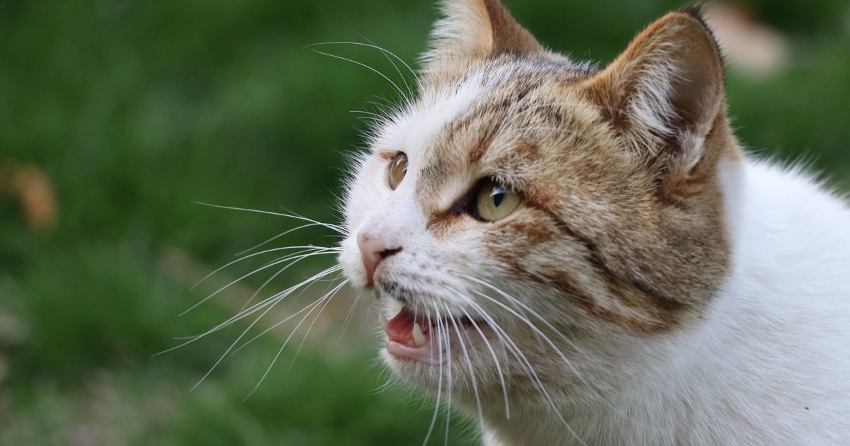 A curious cat caught mid-meow.