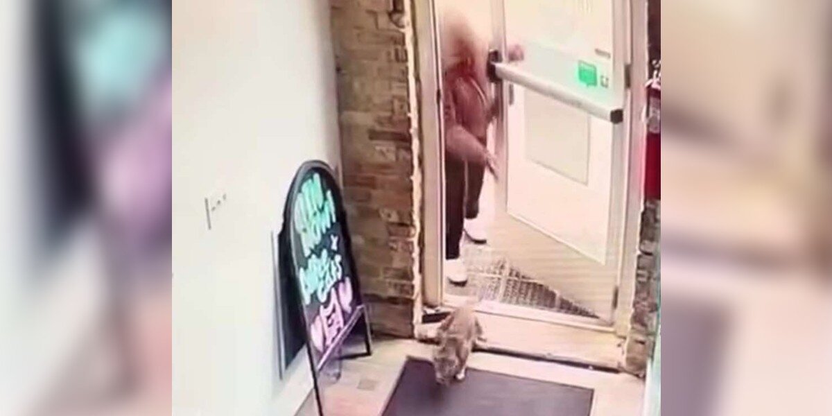A curious cat ventures out while someone enters, creating a surprising moment.