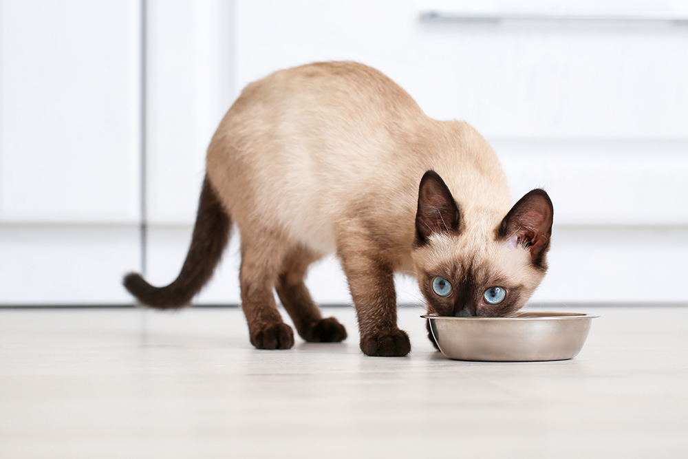 A curious feline enjoying a tasty meal.