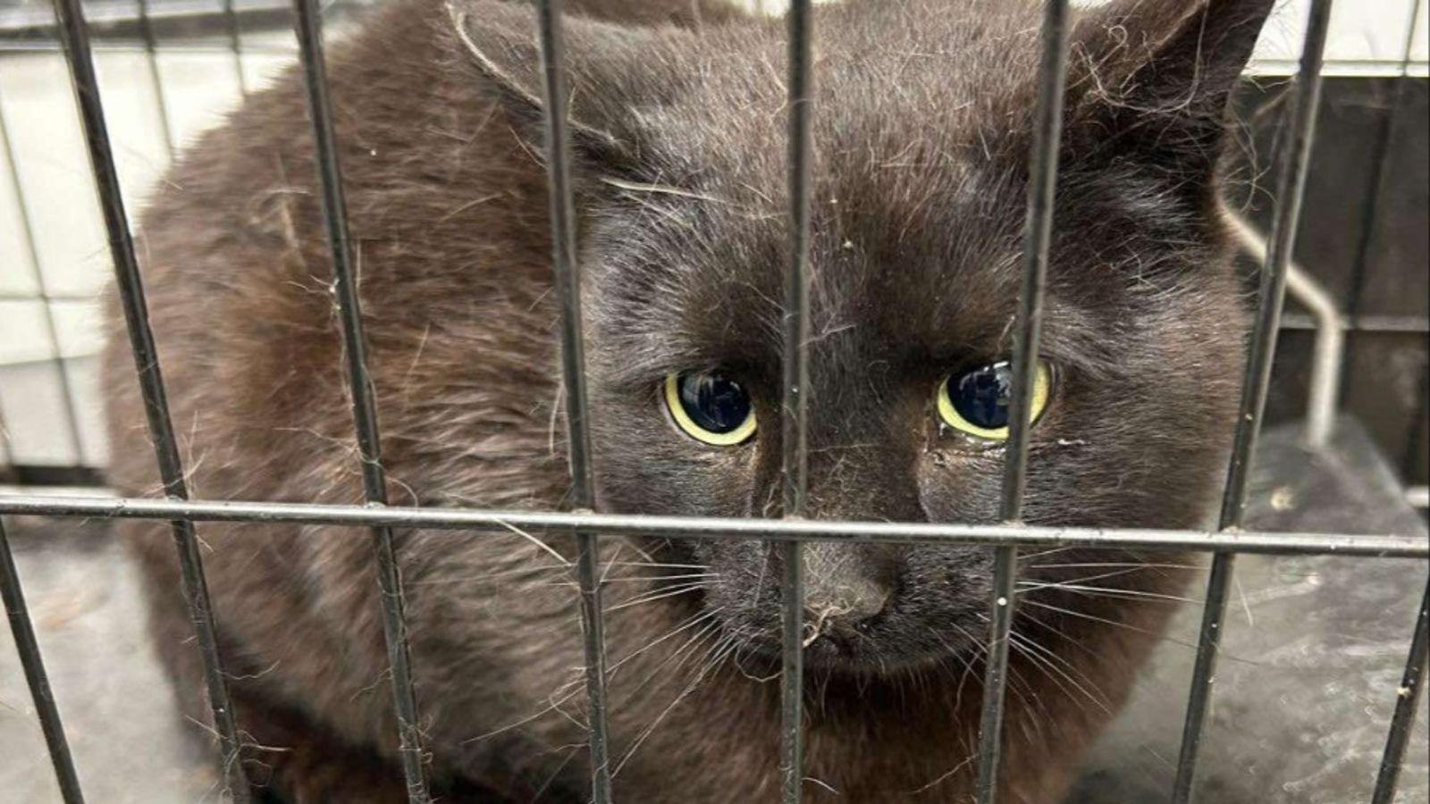 A curious cat peeking through the bars, waiting for a new home.