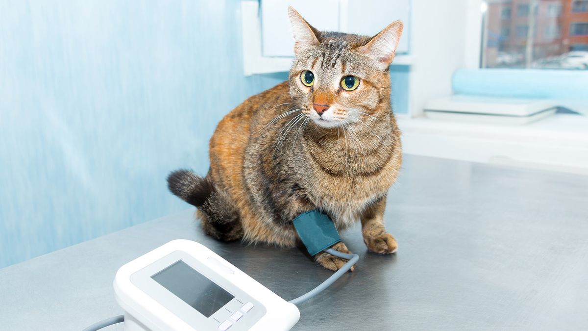 A furry patient getting checked at the vet.