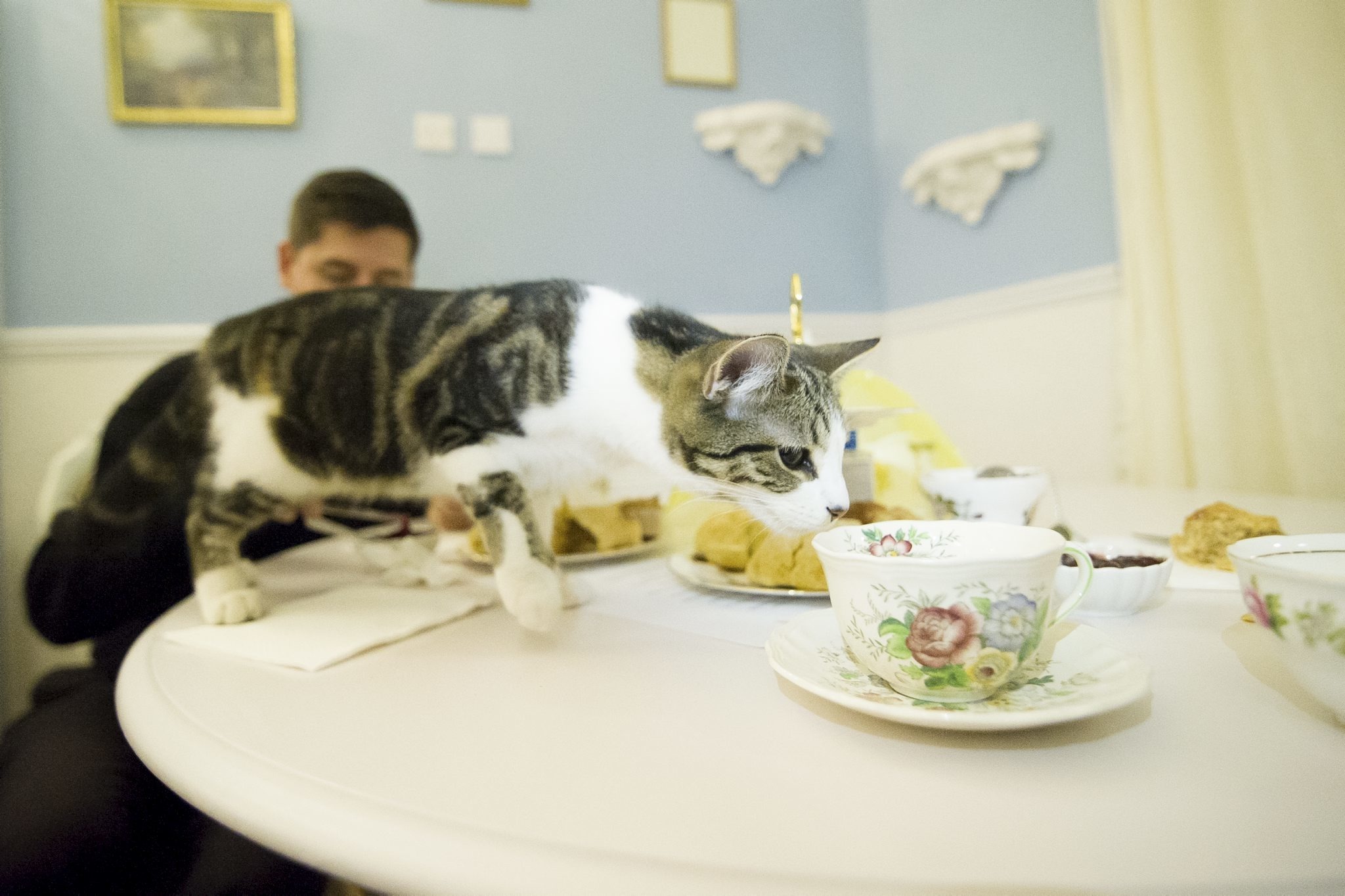A curious cat adds a mischievous touch to afternoon tea.