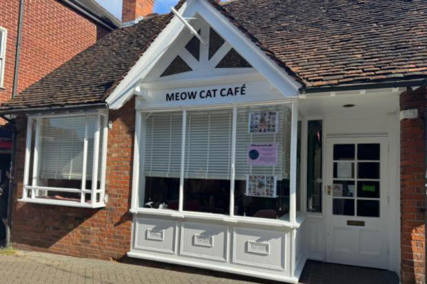 A quaint spot for cat lovers to relax and enjoy feline company.