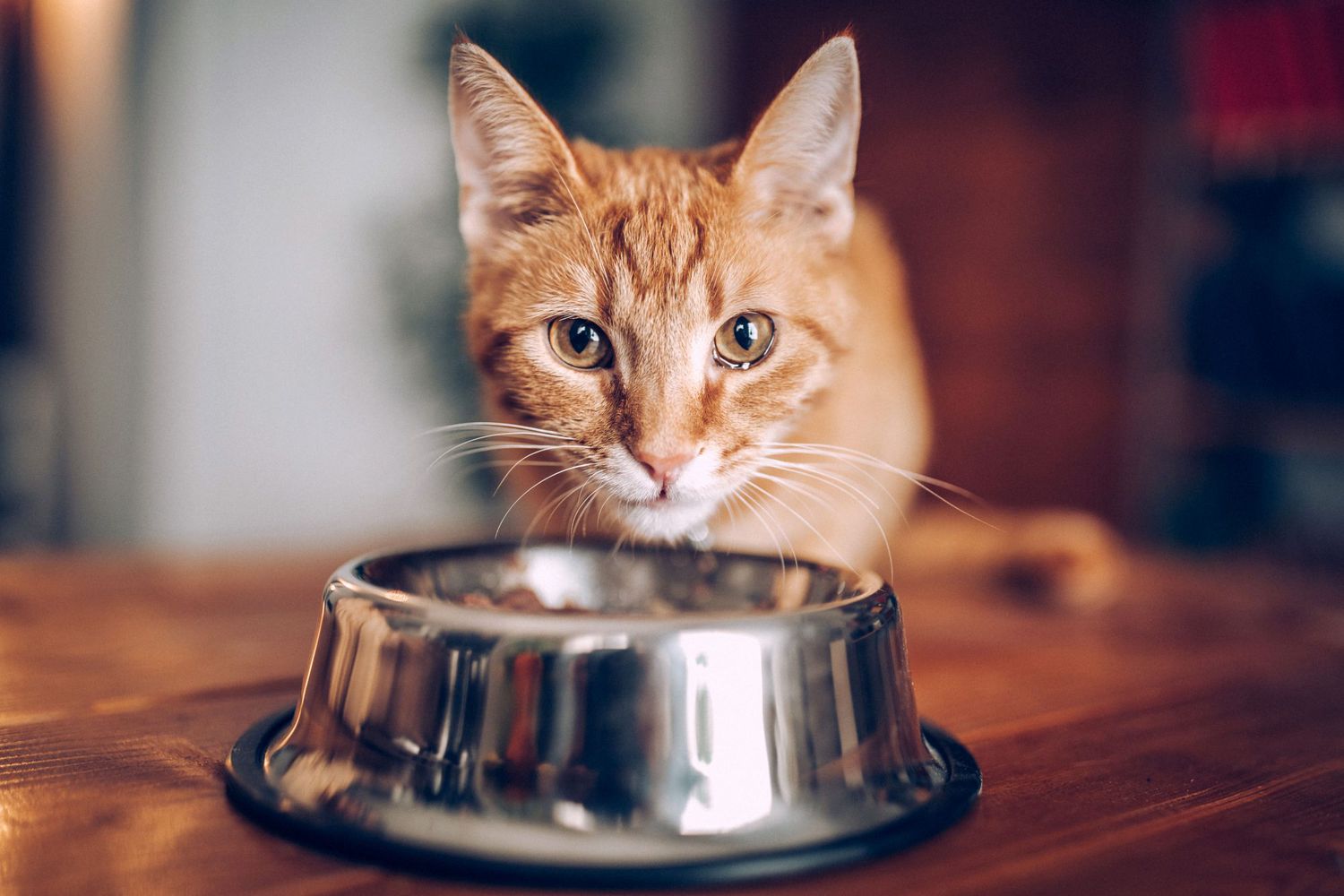 A curious cat ready for mealtime.