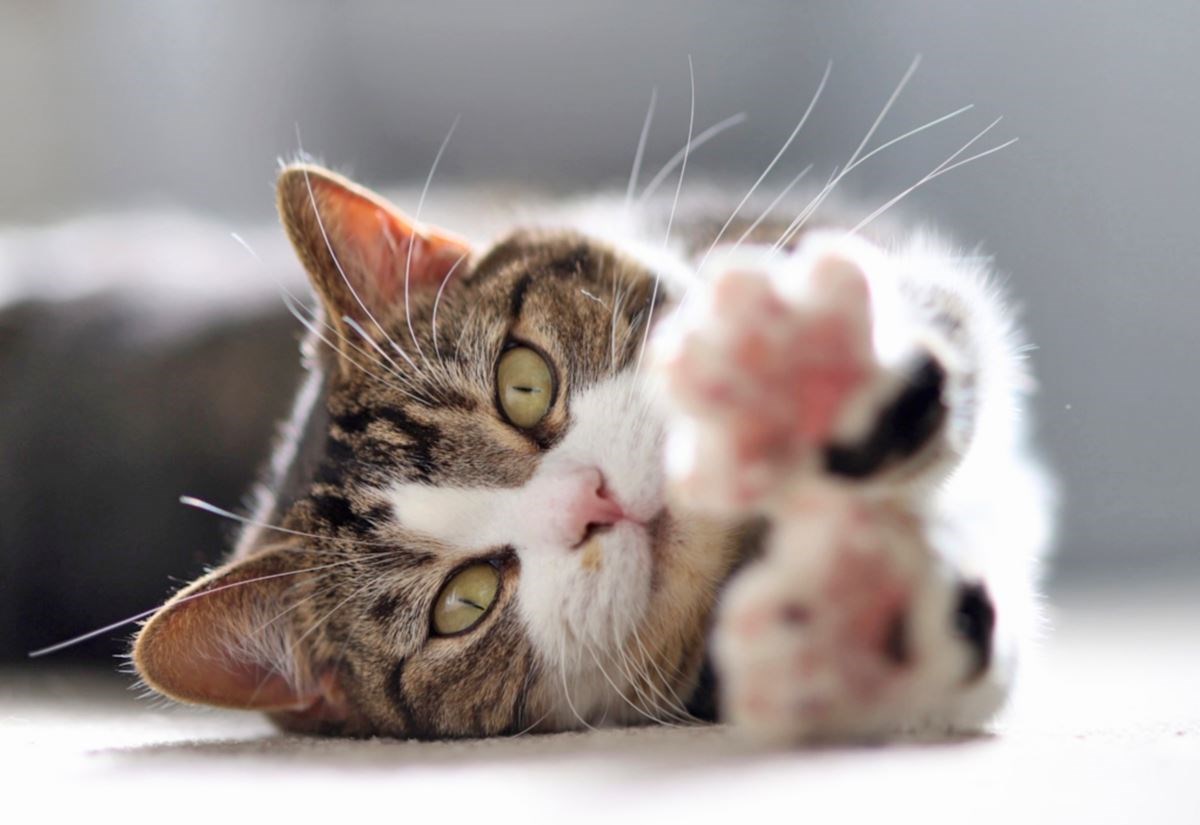 A relaxed cat enjoying a moment of leisure.