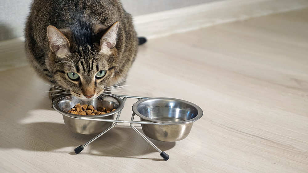 A curious cat enjoying its meal and fresh water.