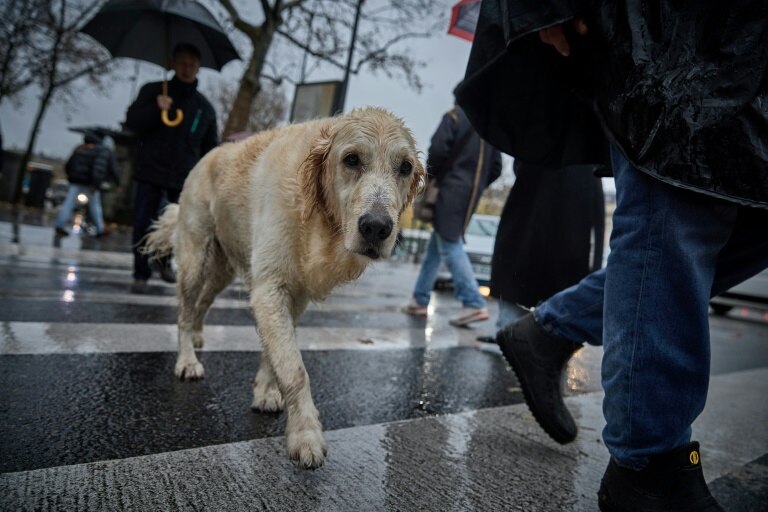 A wet golden retriever navigates the rainy streets, amid bustling pedestrians.