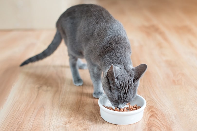 A grey cat enjoying its meal.