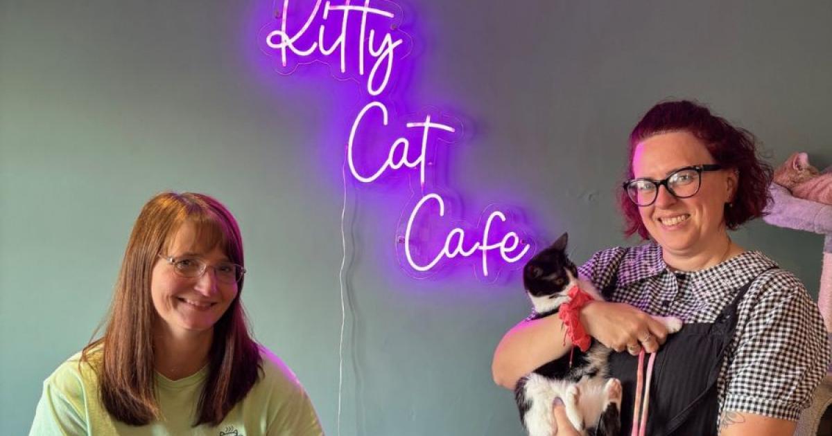 Enjoying purr-fect moments at the Kitty Cat Cafe.