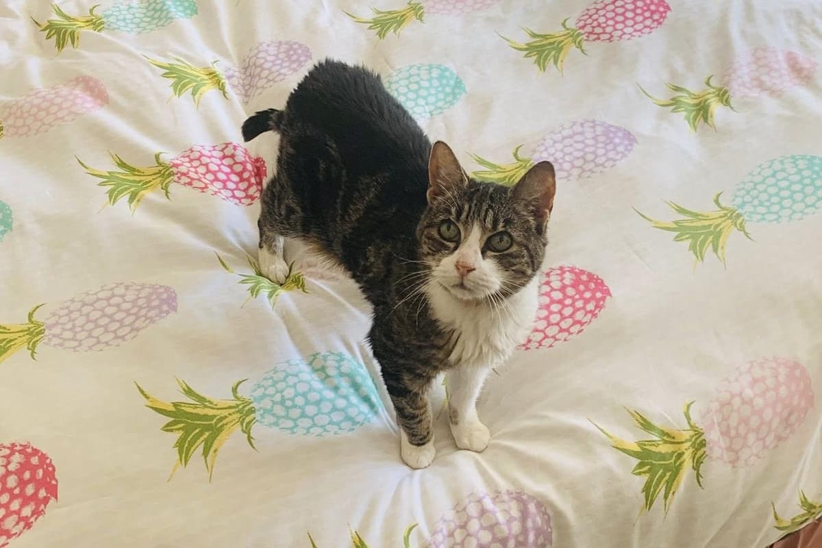 A curious cat enjoying a fun pineapple-patterned bed.