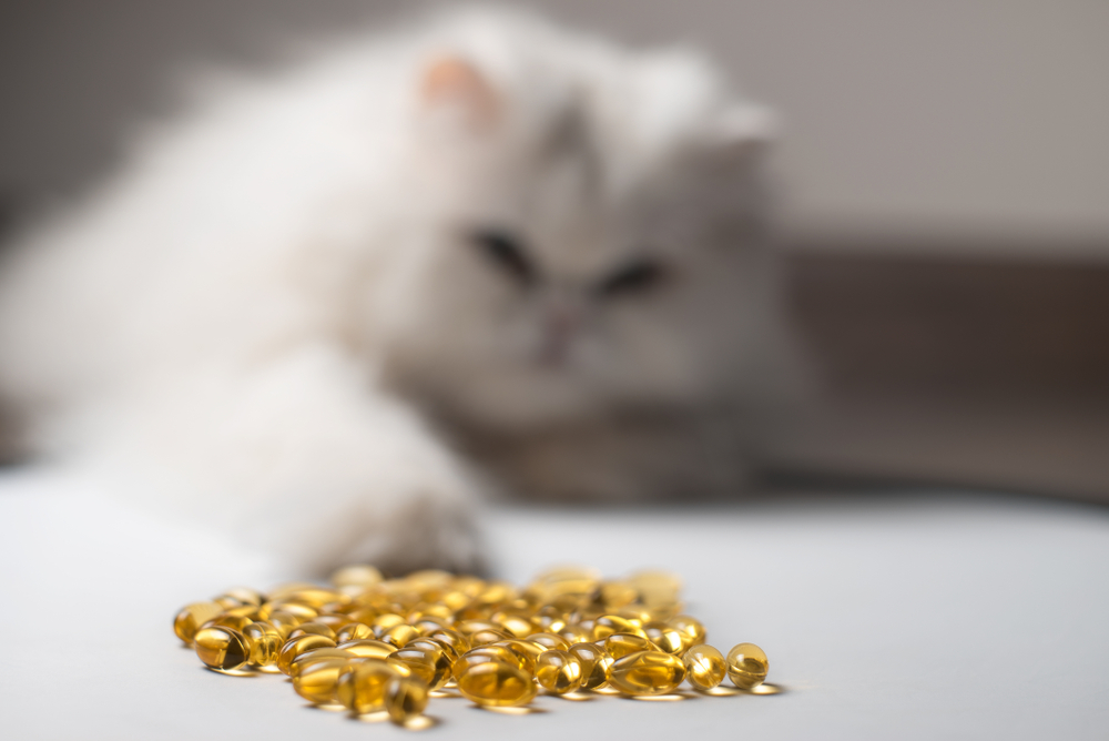 Curious cat eyeing a treasure trove of shiny capsules.