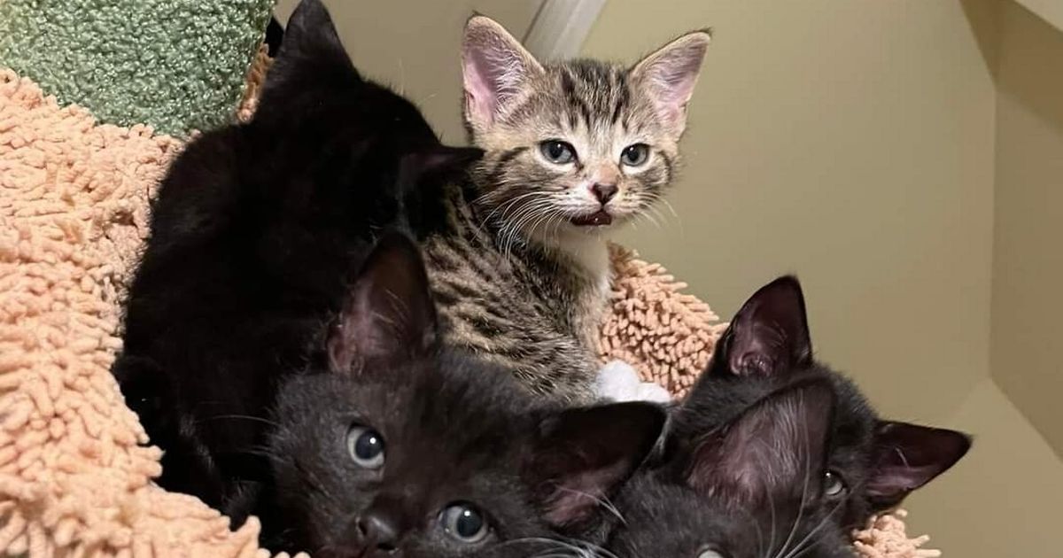 Cuddly kittens enjoying a cosy cuddle pile.