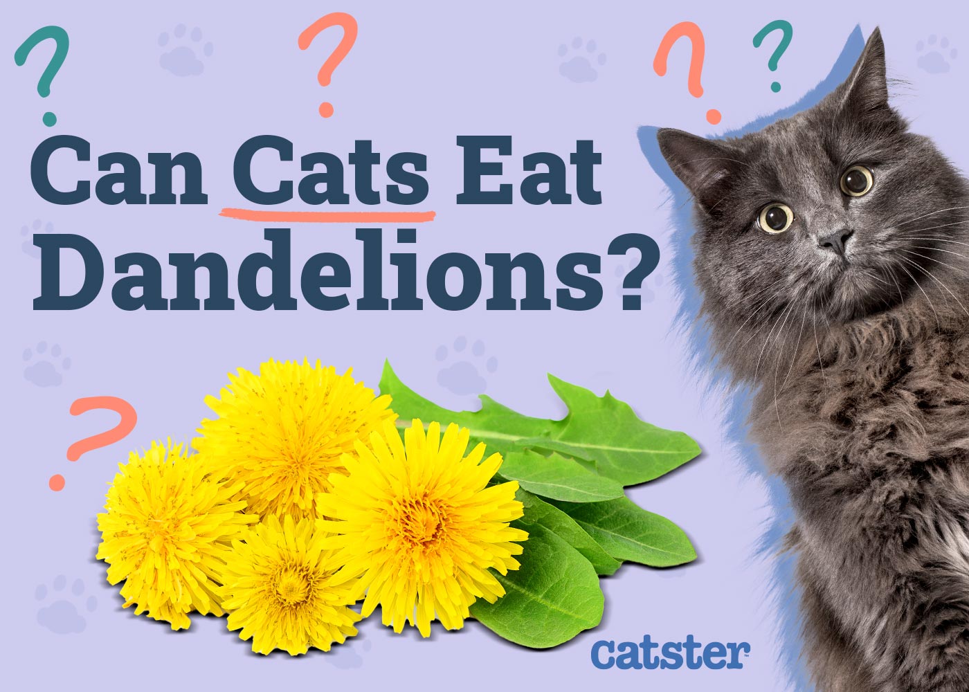 Exploring whether dandelions are safe for curious cats.