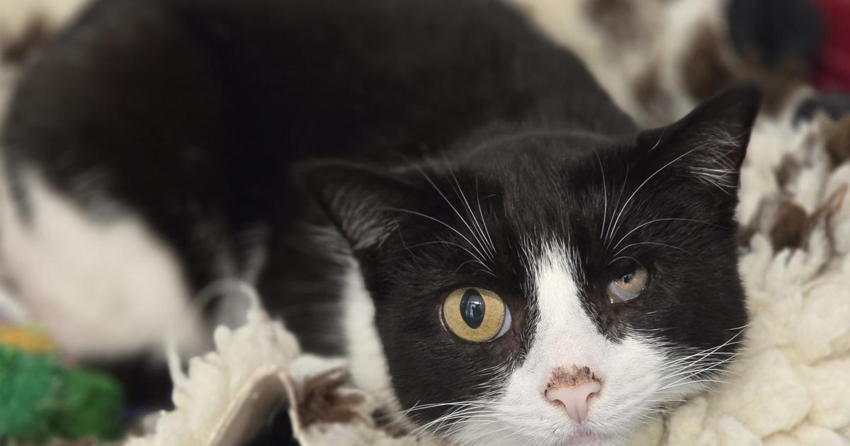 Adorable cat lounging in comfort, ready to steal hearts.