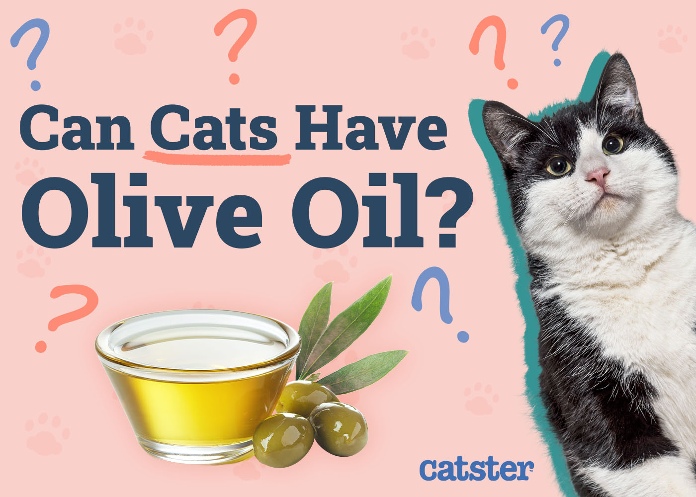 Exploring the safety of olive oil for our feline friends.