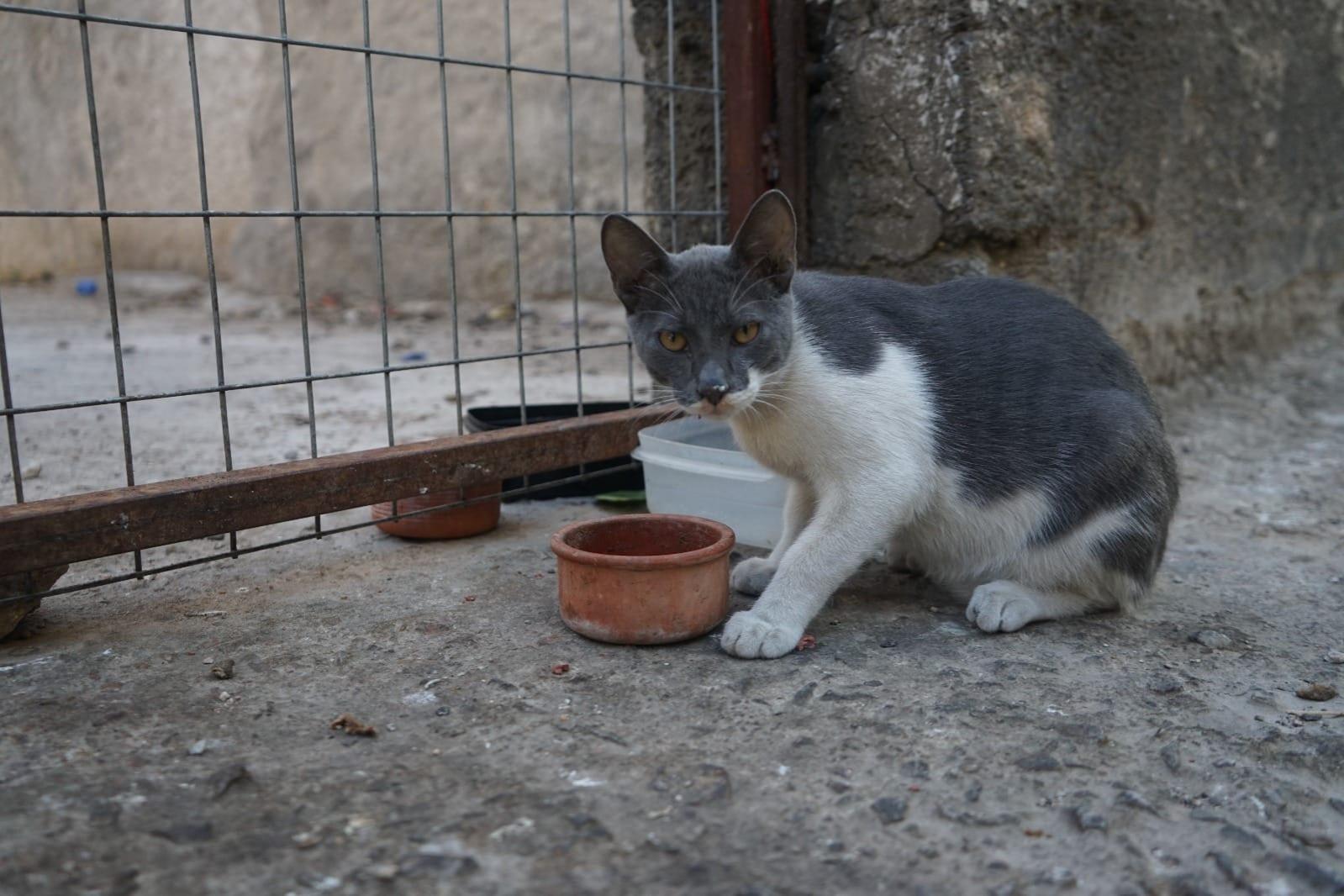A curious cat pausing by its food bowl.
